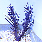 Purple Brush Gorgonian Sea Fan